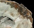 Araucaria Petrified Wood Slab - x #6786-2